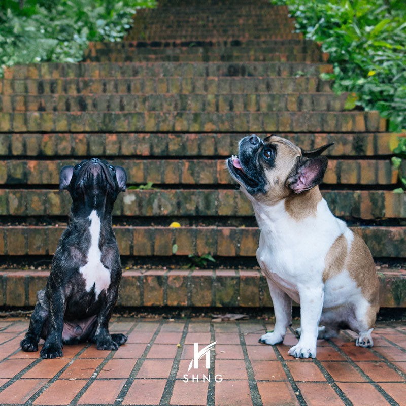 Pet Photography Add-Ons