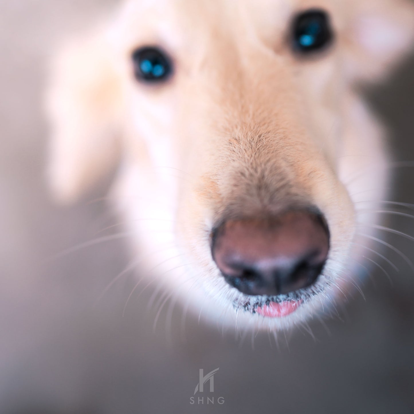 Morning photoshoot with the cats and dogs