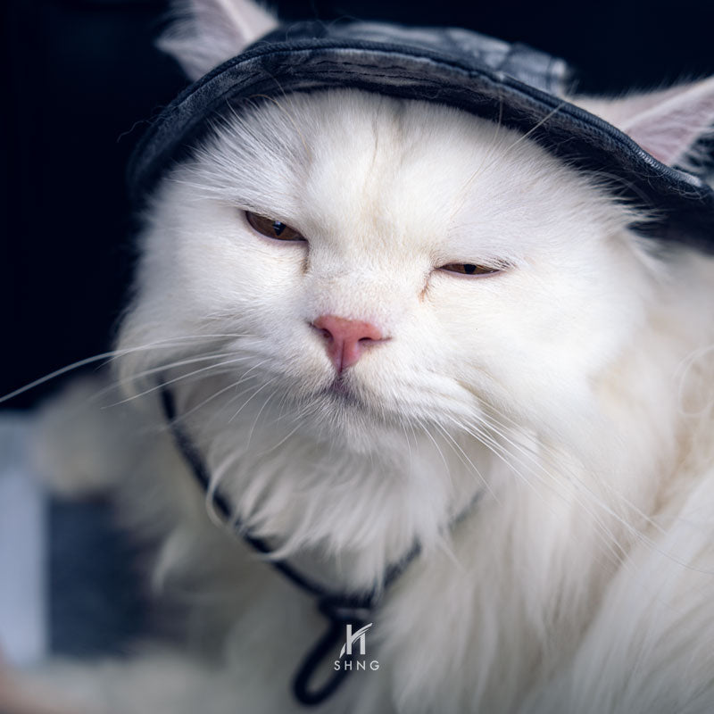 Morning photoshoot with the cats and dogs