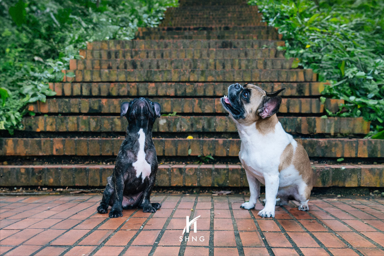 Morning photoshoot with the cats and dogs