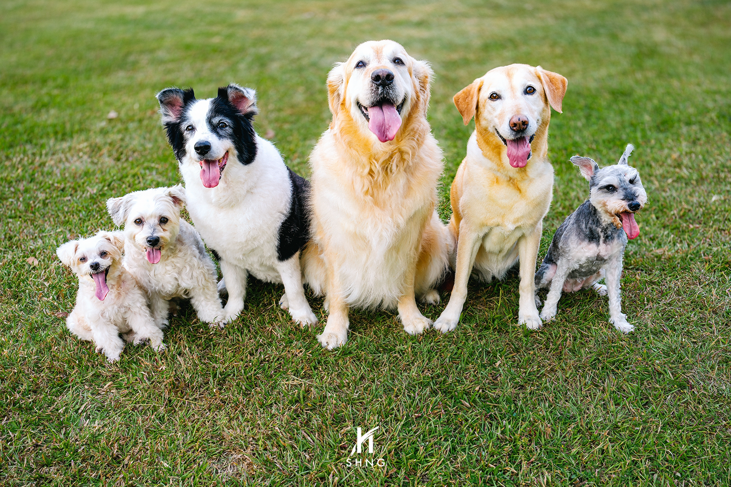 Pet Photography Add-Ons